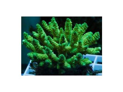 Acropora - green Větevník zelený