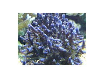 Acropora cardus Větevník nachový