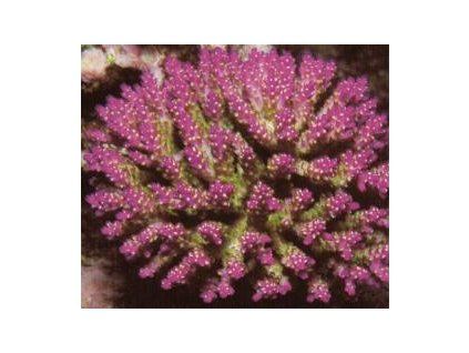Acropora cerealis Větevník vločkový