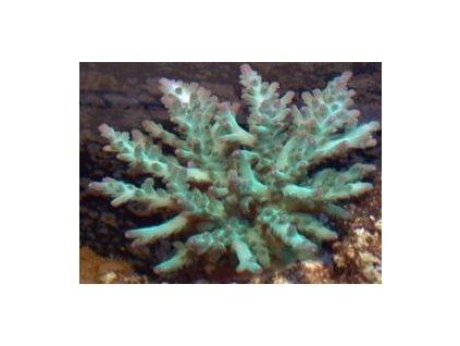 Acropora loripes Větevník loripes