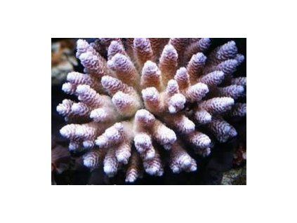 Acropora millepora Větevník millepora