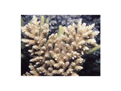 Acropora vermiculata Větevník neonový