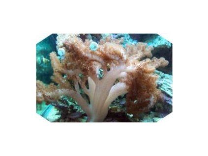 Alcyonium Laločnice kožnatá