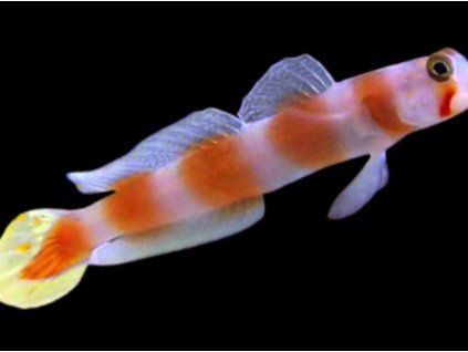 Amblygobius aurora Amblygobius aurora
