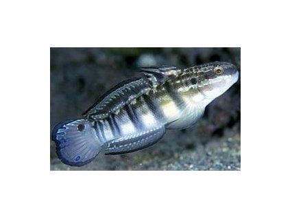 Amblygobius phalaena Hlaváč hnědopruhý