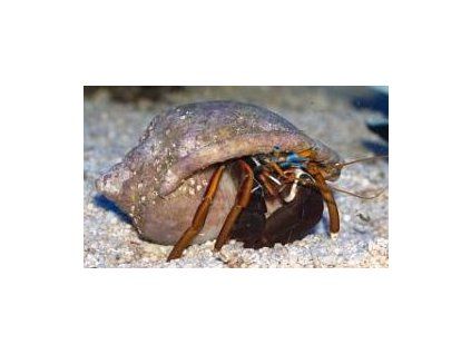 Calcinus elegans Poustevníček modrý
