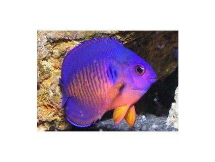 Centropyge bispinosa Pomec dvoutrnný