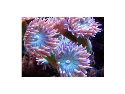 Duncanopsammia - pink Duncanopsammia - 3 polypy