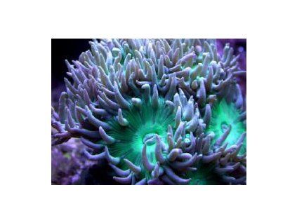 Duncanopsammia - violet Duncanopsammia - 3 polypy