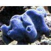 Haliclona - blue Modrá houba