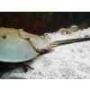 Limulus polyphemus Krab trnitý