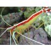 Lysmata amboinensis Kreveta bělopásá