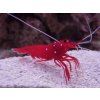 Lysmata debelius Kreveta šarlatová