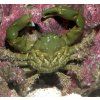 Mithraculus sculptus Krab smaragdový