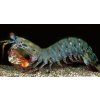 Odontodactylus scyllarus Garnát paví