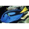 Paracanthurus hepatus Bodlok pestrý