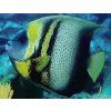 Pomacathus zonipectus Pomec mexický