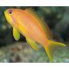Pseudanthias squamipinnis Bradáč šupinoploutvý