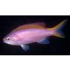 Pseudanthias tuka Bradáč purpurový