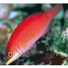 Pseudocheilinus evanidus Pyskounek bělovousý