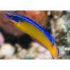 Pseudochromis aldabraensis Kaníček omanský