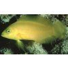 Pseudochromis fuscus Kaníček tmavý