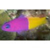 Pseudochromis paccagnellae Kaníček nymfa