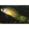 Pseudochromis splendens Kaníček nádherný