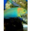 Thalassoma lutescens Kněžík citronový