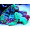 Trachyphyllia Rainbow Houbovník duhový