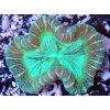 Trachyphyllia Zebra Houbovník liškovitý - pruhovaný