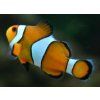 Amphiprion ocellaris Klaun očkatý