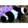 Amphiprion ocellaris - black Klaun očkatý - černý