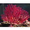 Echinogorgia Gorgonský mořský vějíř