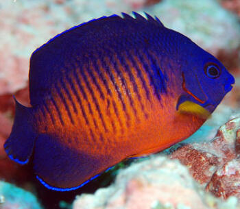 Import živočichů 2. prosince 2021