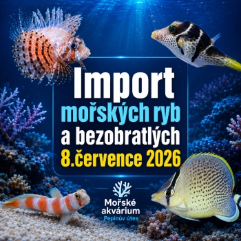 Import mořských ryb a bezobratlých 8.července 2026