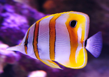 Import mořských ryb a korálů CITES 17. října 2025