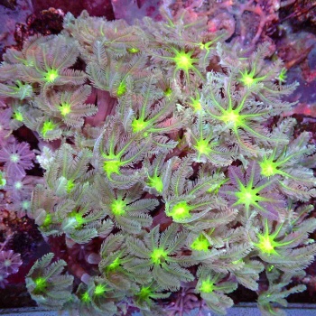 Import mořských ryb, bezobratlých a měkkých korálů 22. listopadu 2024