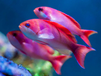 Import mořských ryb 13.února 2026