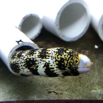 Import živočichů 30. května 2022