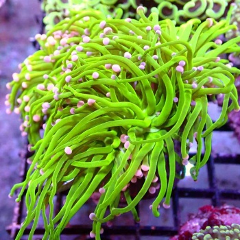 Import mořských živočichů a CITES korálů 20.června 2024