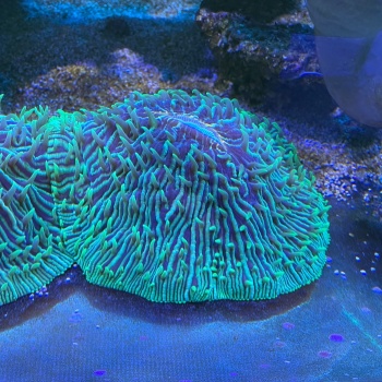 Import mořských živočichů a WILD CITES korálů 19.12. 2024