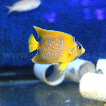 Import živočichů 15. prosince 2021