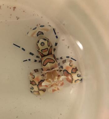 Import živočichů 15. listopadu 2021