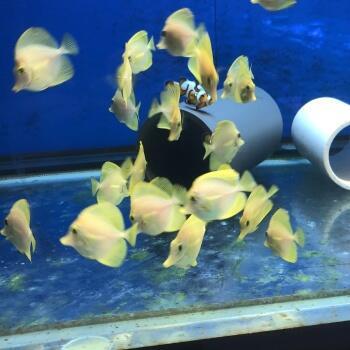 Zebrasoma flavescens z odchovu od firmy Biota USA