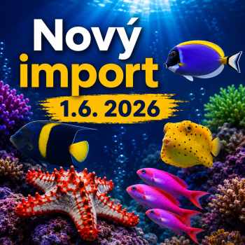 Import mořských ryb a bezobratlých 1 .června 2026