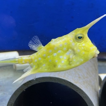 Import mořských ryb a bezobratlých 16.května 2024