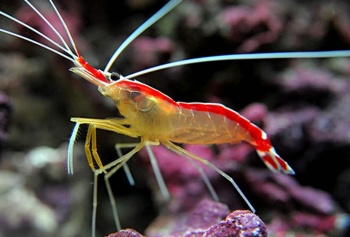 Import mořských ryb a bezobratlých 27.března 2025