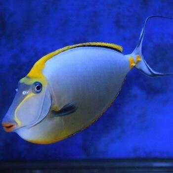 Import živočichů 8. prosince 2022