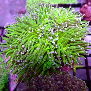 Import mořských ryb a CITES korálů 9.března 2026